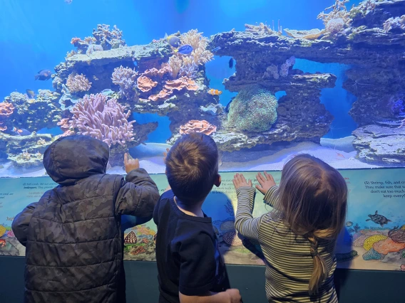 children looking at an aquarium